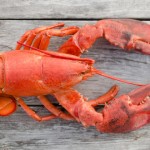 Lobster